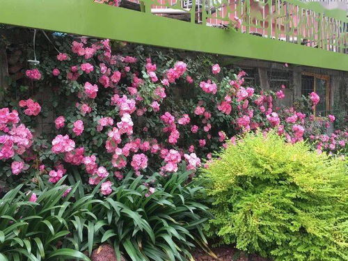 端午小長假，寶山人家門口的美景與智能家電完美融合