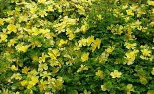 溢芳花卉園 綠化種苗與創(chuàng)新科技的結(jié)合